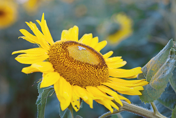 spring_sunflower_field_engagement_10