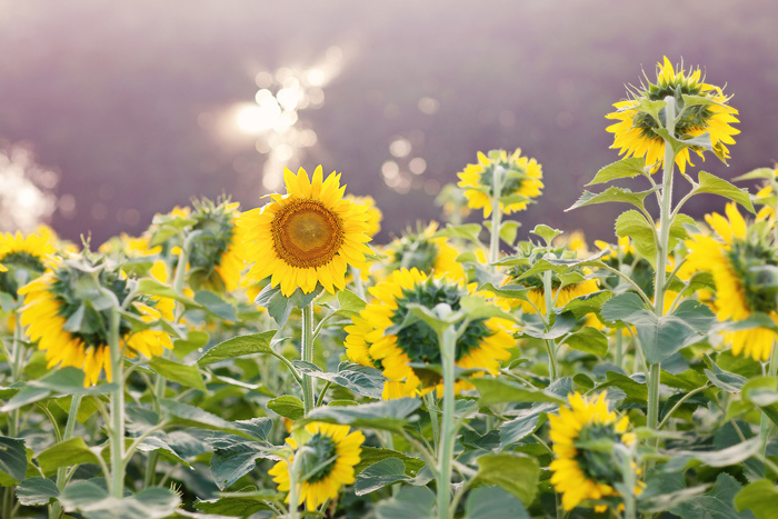spring_sunflower_field_engagement_4